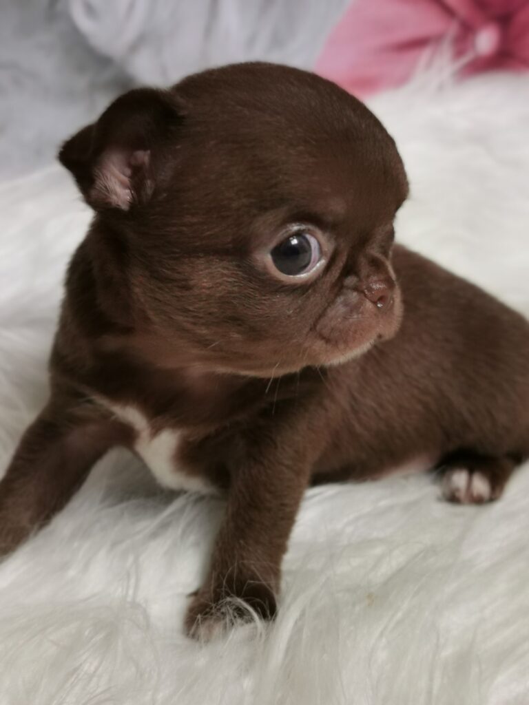 Bill to wesoły chihuahua o niepowtarzalnym, czekoladowym umaszczeniu. Pomimo drobnego rozmiaru, emanuje radością i ciekawością świata. Z ochotą odkrywa nowe zakątki domu i staje się najlepszym kompanem do czułych przytulanek. Jego czekoladowa sierść przykuwa uwagę wszystkich gości.